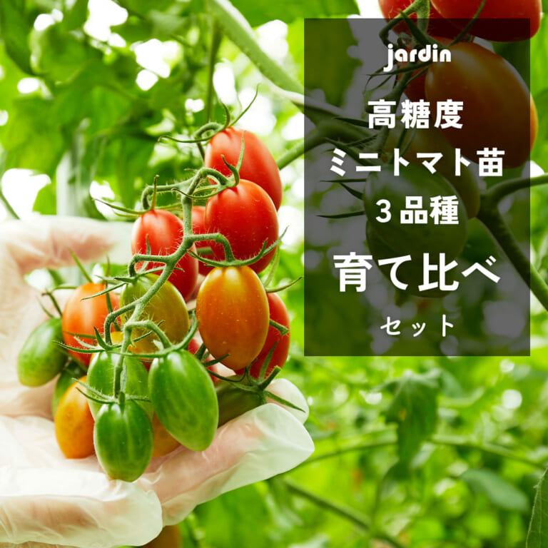 tomatonae-set_3