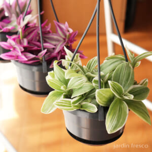 tradescantia_f105