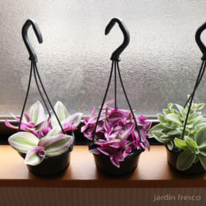 tradescantia_f105