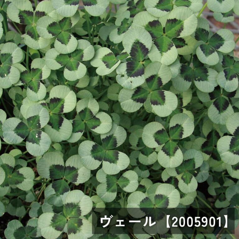 clover-t_