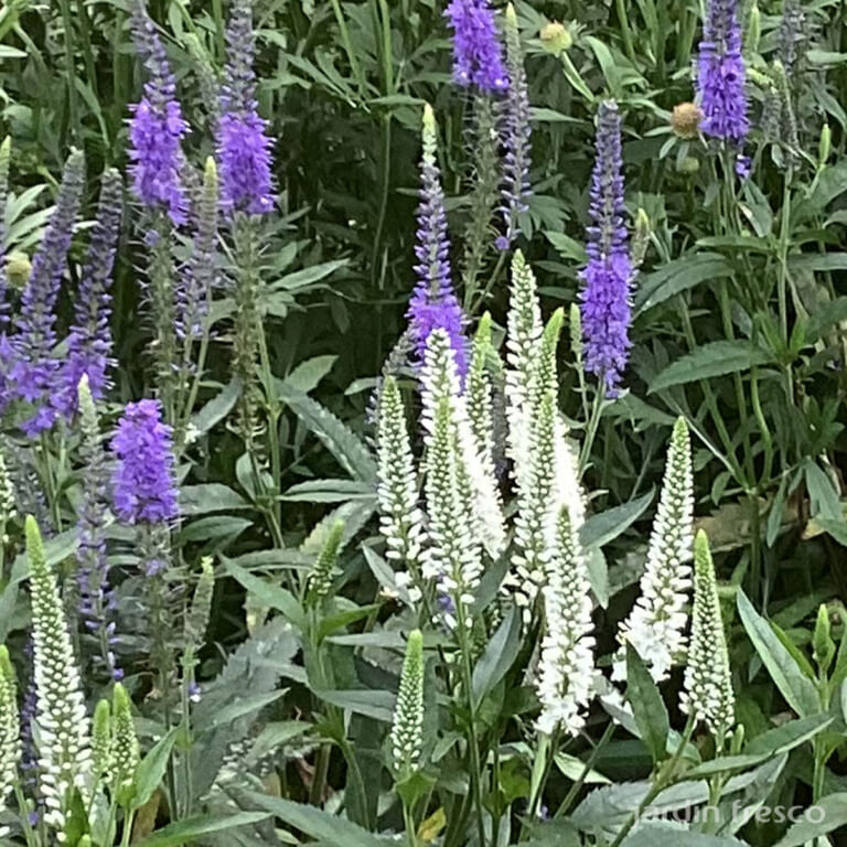 veronica