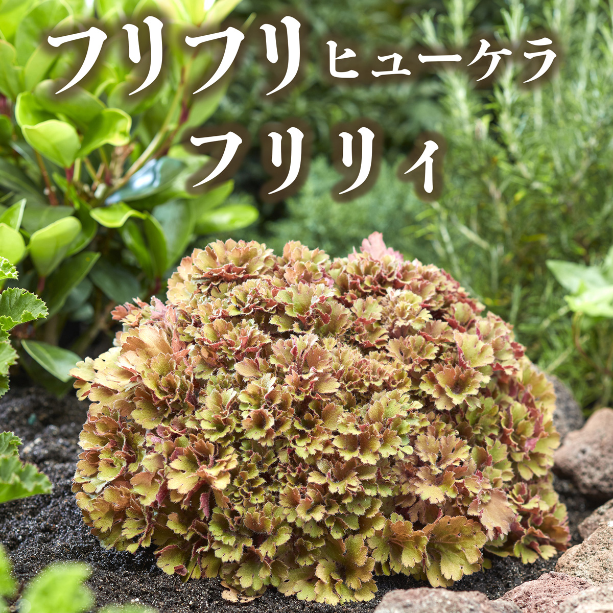 フリフリヒューケラ 「フリリィ」9cmポット - jardin-fresco