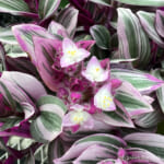 tradescantia