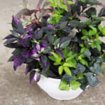 無農薬　発根苗　2本　カラーリーフ　白小花(ᵔᴥᵔ)かわいい 無農薬 発根苗 2本 カラーリーフ 白小花(ᵔᴥᵔ)かわいい