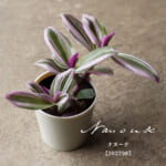 tradescantia