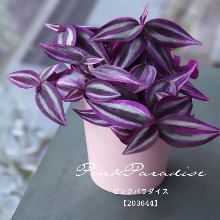 tradescantia