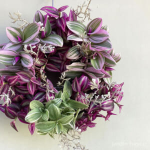 tradescantia_f105
