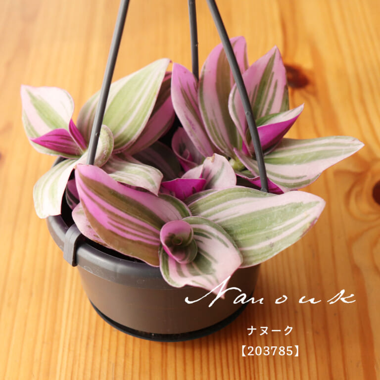 tradescantia_f105