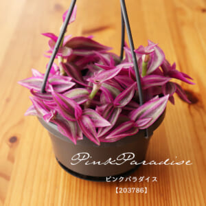 tradescantia_f105