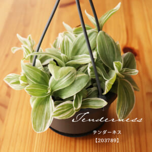 tradescantia_f105