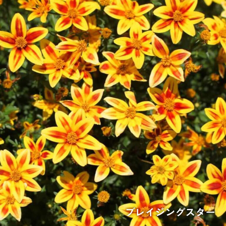 bidens