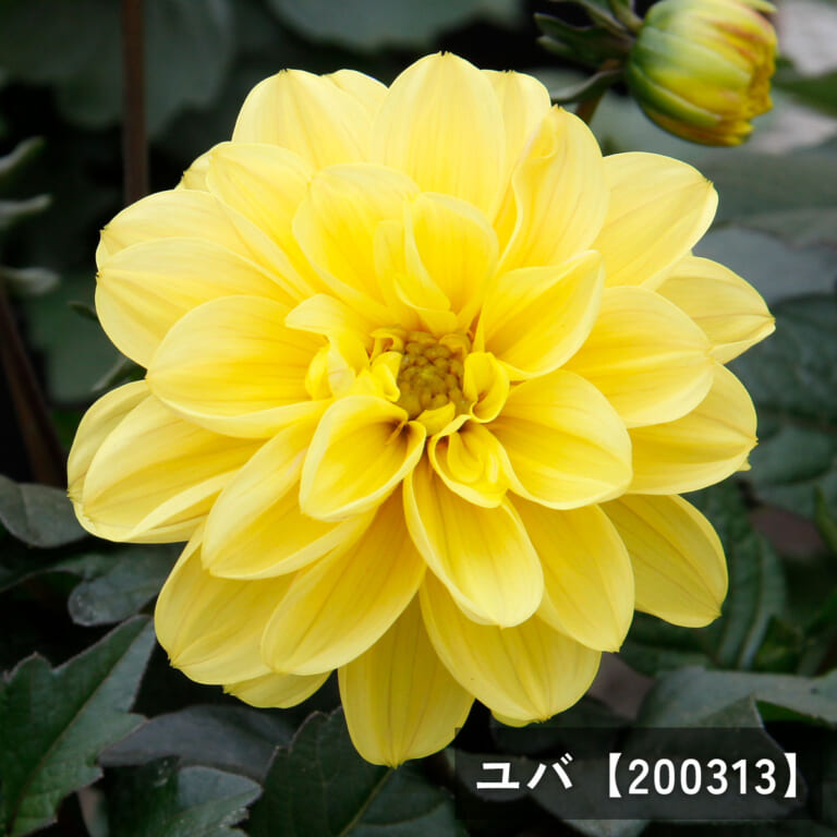 l-dahlia