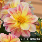 l-dahlia