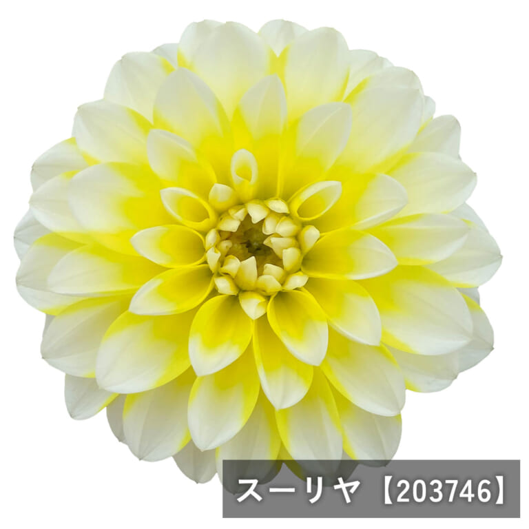 l-dahlia