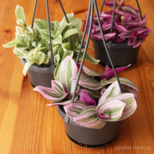 tradescantia_f105