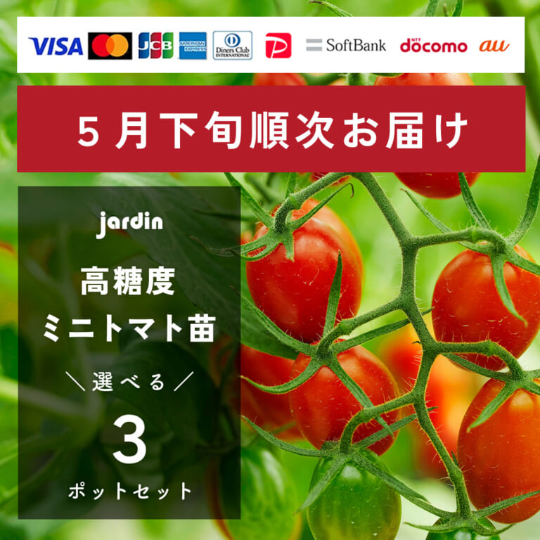 s_tomatonae_3-bc