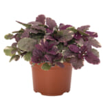 ajuga