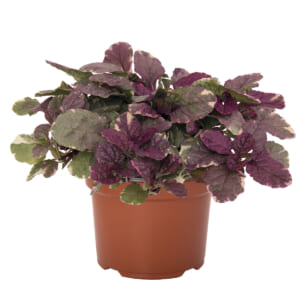 ajuga