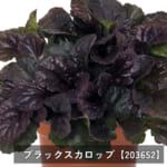 ajuga
