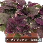 ajuga