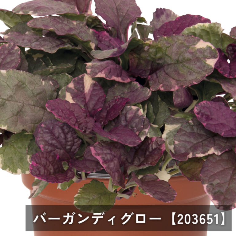 ajuga