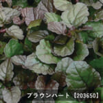 ajuga
