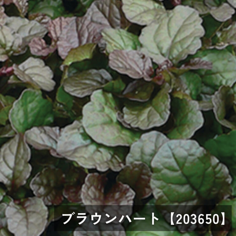 ajuga
