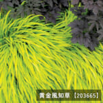 fuuchisou