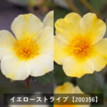 natsu_chu_k