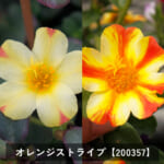 natsu_chu_k