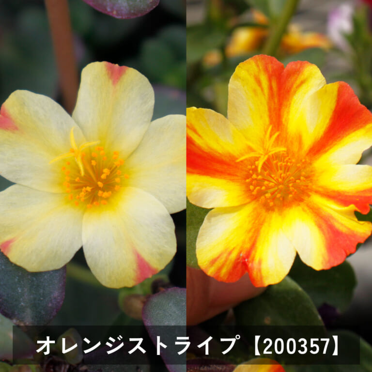 natsu_chu_k