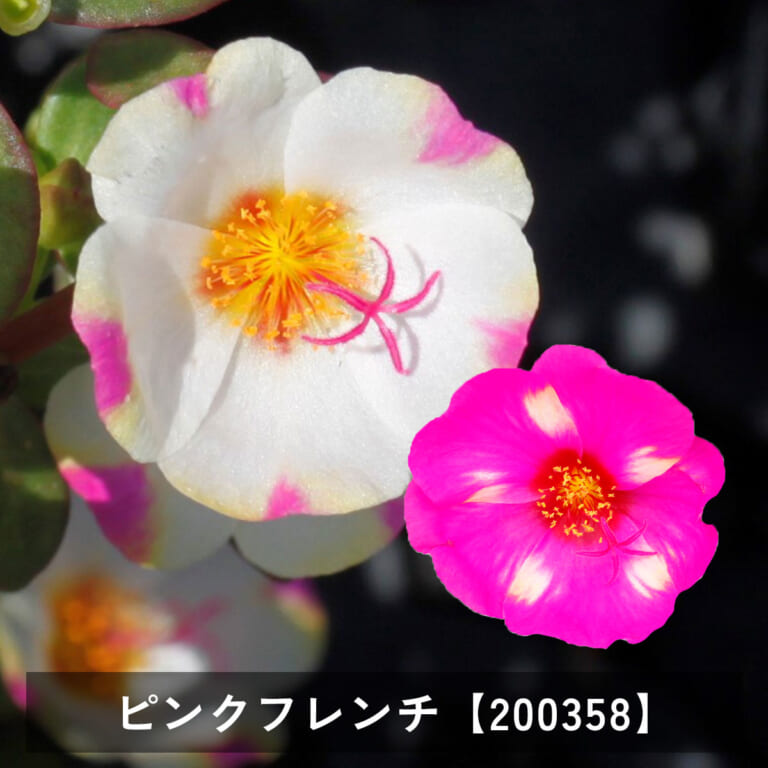 natsu_chu_k