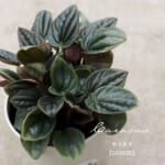 peperomia