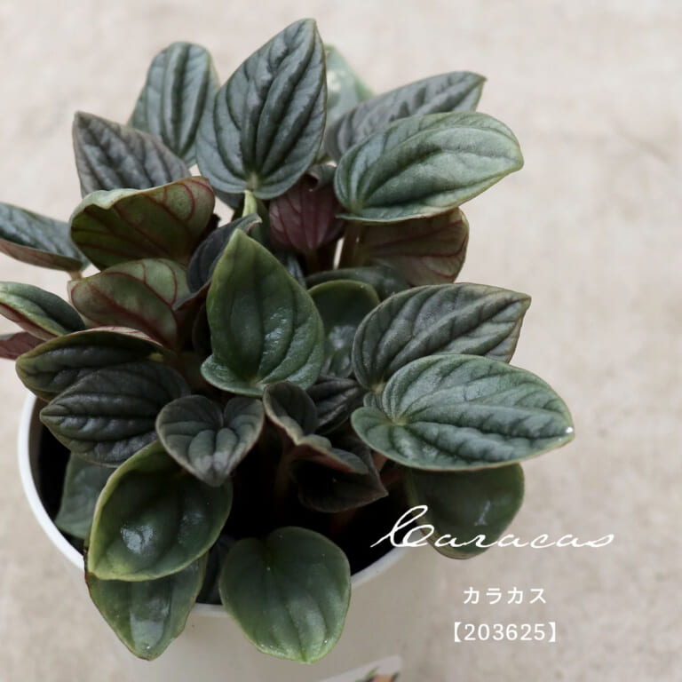 peperomia