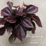 peperomia