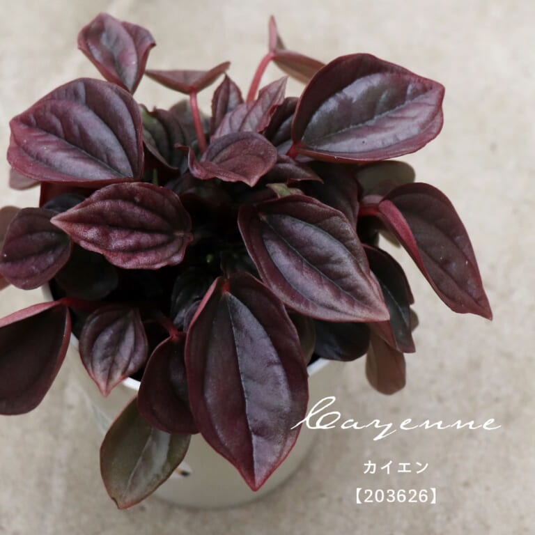peperomia