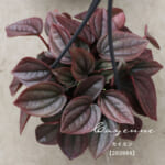 peperomia_f105