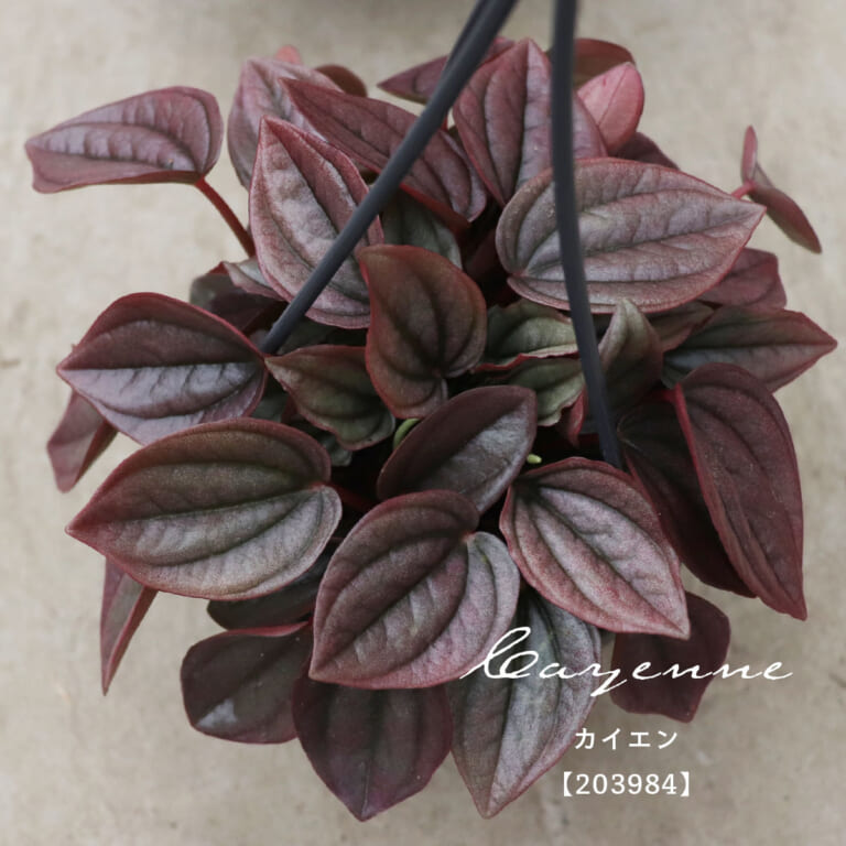 peperomia_f105