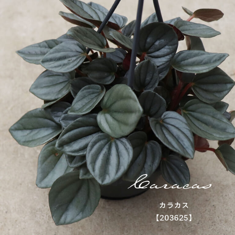 peperomia_f105