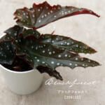 begonia_f105