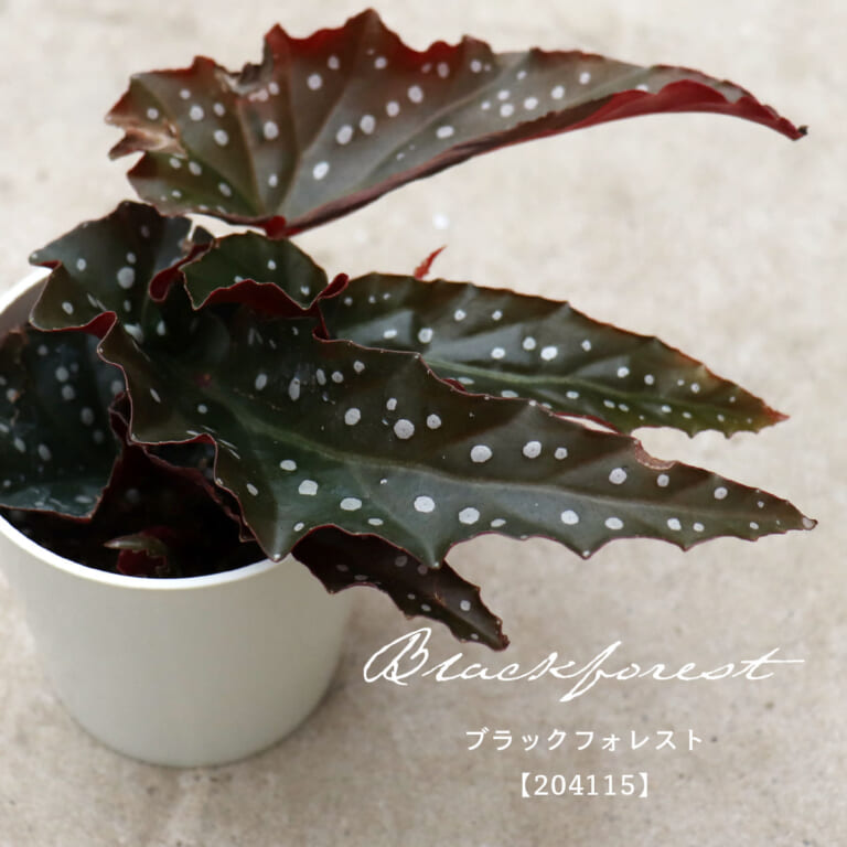 begonia_f105