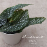 begonia_f105