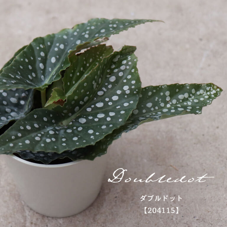 begonia_f105