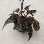 begonia_f105