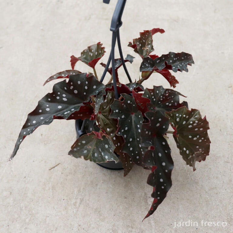 begonia_f105