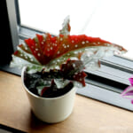 begonia