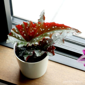 begonia