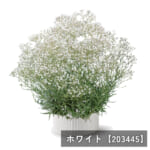kasumisou