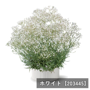kasumisou