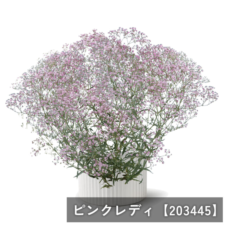 kasumisou